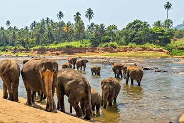 Fototapeta na wymiar Beautiful elephant mother river outdoor leisure