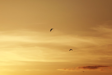 sky before sunset, birds in the sky. bird flying while sunset and twilight befor rainfall sky background