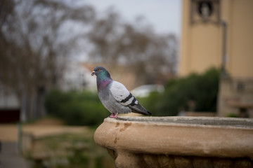 pigeon on the fence