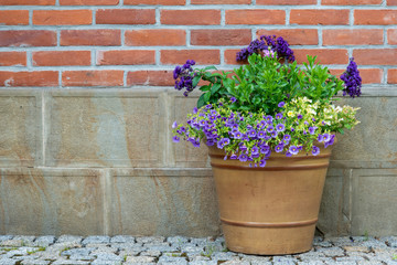 Fototapeta na wymiar Flowerpot with flowers under brick wall