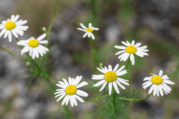 Fototapeta premium chamomile white flowers closeup