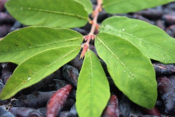 Juicy ripe honeysuckle in the summer garden pleases with its beauty.