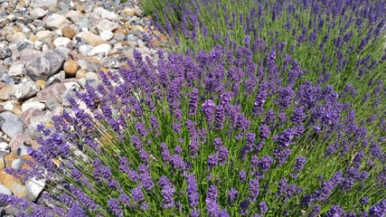 Sweet Scented Young Lavender. Budding Indigo Flowers In Summer Garden On Usedom Island Germany 