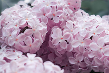 Fototapeta premium Lilac flowers purple and soft pink summer background