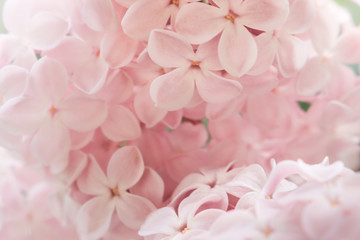 Fototapeta premium Lilac flowers purple and soft pink summer background