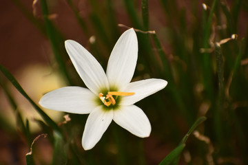 White Flower In Garden