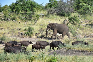 Fototapeta premium buffaloes and elephant in comparsion in african nature