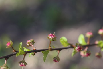 Fototapeta na wymiar Early spring flowering apricot close up