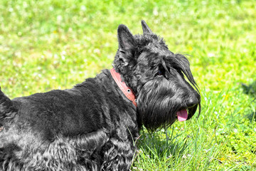 Black terrier plays on the green lawn