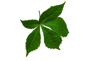Green chestnut leaves on a white background.