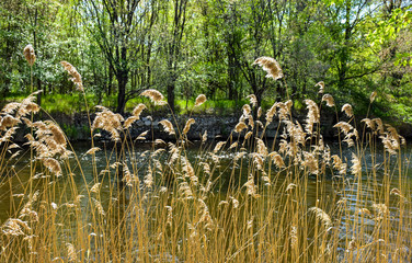 dry golden plants called in latin cortaderia at first site and the bright river behind the plants. On the background there are some trees with green leaves in a sunny day. Horizontal picture