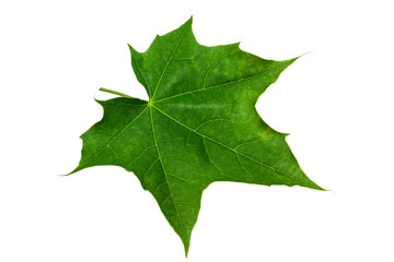 Fototapeta premium Green maple leaf on a white background.