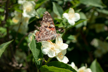 a golden-red butterfly sits on a white flower on a flowered tree in the garden