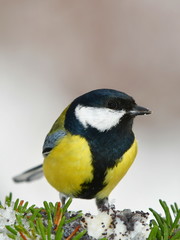 great titi on feeder in Czech nature
