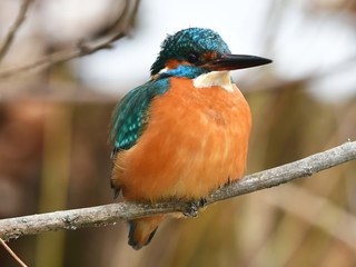 cute kingfisher bird waiting over river for fish,Tovacov,Czech republic