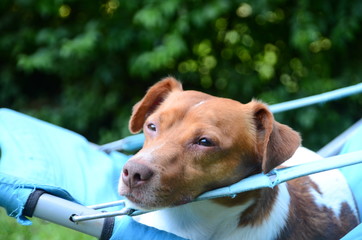 Jack Russell Terrier tomando un descanso sobre una reposera muy relajado 