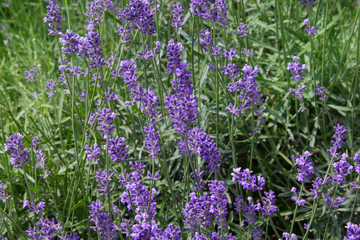 Fototapeta premium Lavender bushes closeup on sunny day. Purple bushes of lavender in the garden. Violet field with place for text. Lavender bushes closeup