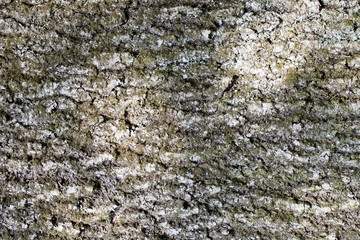 abstract backgrounds: bark of an old ash-tree with moss and lichen