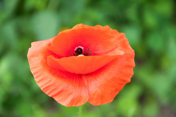 beautiful flower red poppy grows on a background of green grass in summer