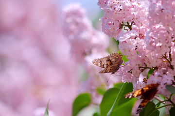butterfly sits on a lilac flower on a sunny spring day