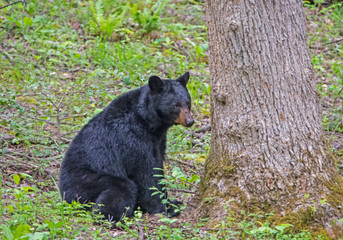 Plakat Black Bear families in Cades Cove, part of the Smokies.