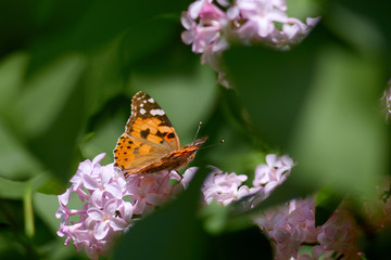 butterfly sits on a lilac flower on a sunny spring day