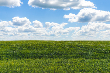 Fluffy clouds in the sky and green wheat in the field. Green field and blue sky