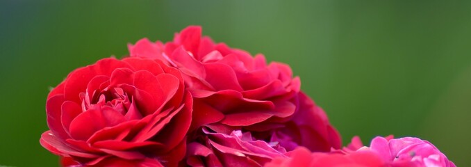 panorama banner red rose green background structure