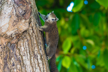 Squirrel on a tree. The photograph shows a squirrel on a tree