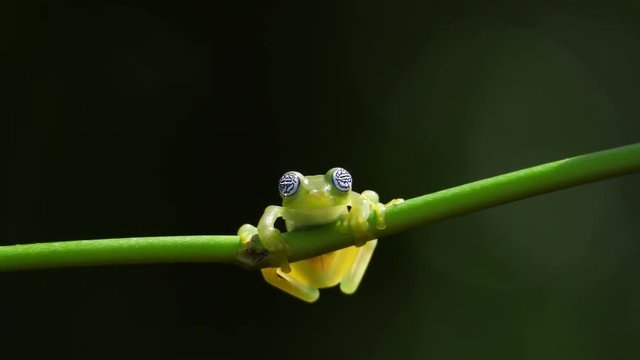 Glass frog in its natural habitat in the Caribbean forest.  Wildlife endangered species. Awesome colorful frogs collection. The glass frogs are frogs of the amphibian family Centrolenidae.
