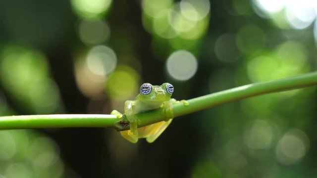 Glass frog in its natural habitat in the Caribbean forest.  Wildlife endangered species. Awesome colorful frogs collection. The glass frogs are frogs of the amphibian family Centrolenidae.