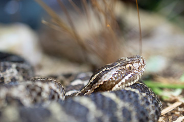 Coiled Snake on Ground
