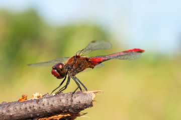 a red dragonfly sitting on the branch.