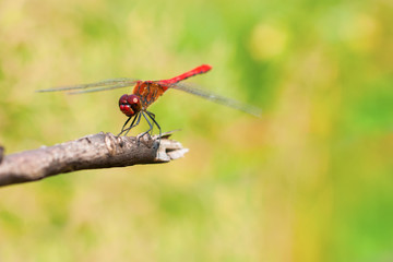a red dragonfly sitting on the branch.