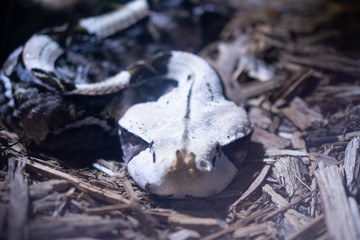 Pit Viper Close Up