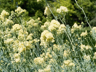 Inflorescence estivale en corymbe du pigamon jaune ou noircissant  'Thalictrum flavum'
