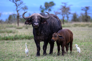 Buffalo and calf