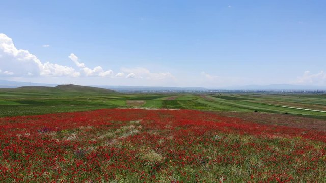 Aerial View on Vast Landscape of green fields and Blooming Red Poppy 