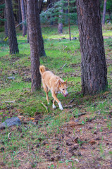 Naklejka premium Warren hound walking among trees