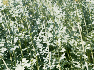 Feuilles alternes et pennées du Thalictrum flavum 