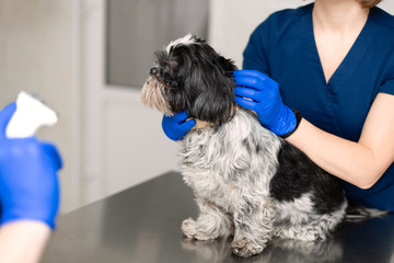 A professional veterinarian examines a small dog. A young woman veterinarian of Caucasian...