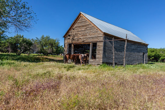 old wooden barn with horses