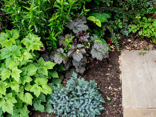 OLYMPUS DIGITAL CAMERA - GARDEN