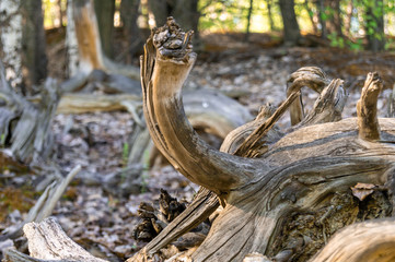 old brown dry dead tree in wood