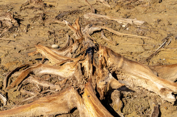 old brown dead trees with dry land