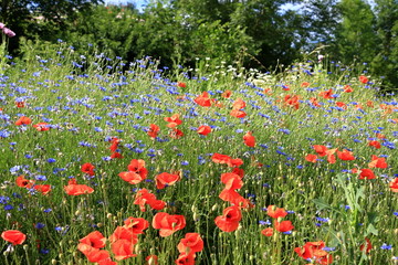 Flower poppy flowering on background poppies flowers.