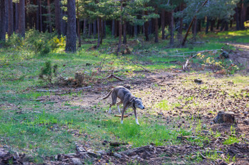 Wippet greyhound running and jumping