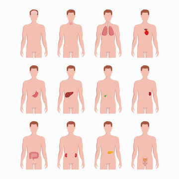 Internal organs placed on man body silhouettes isolated on white background. Medical illustrations of human organs heart, thyroid, lungs, stomach, liver, uterus, kidrey, spleen, bladder, pancreas