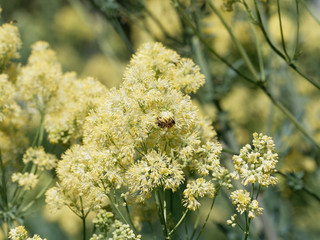 Abeilles attirées par le nectar du pigamont jaune (Thalictrum flavum) 