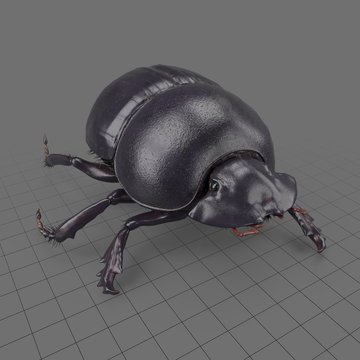 Black scarab beetle walking 1